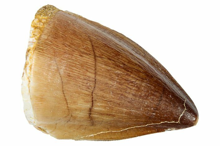 Fossil Mosasaur (Prognathodon) Tooth - Morocco #249747